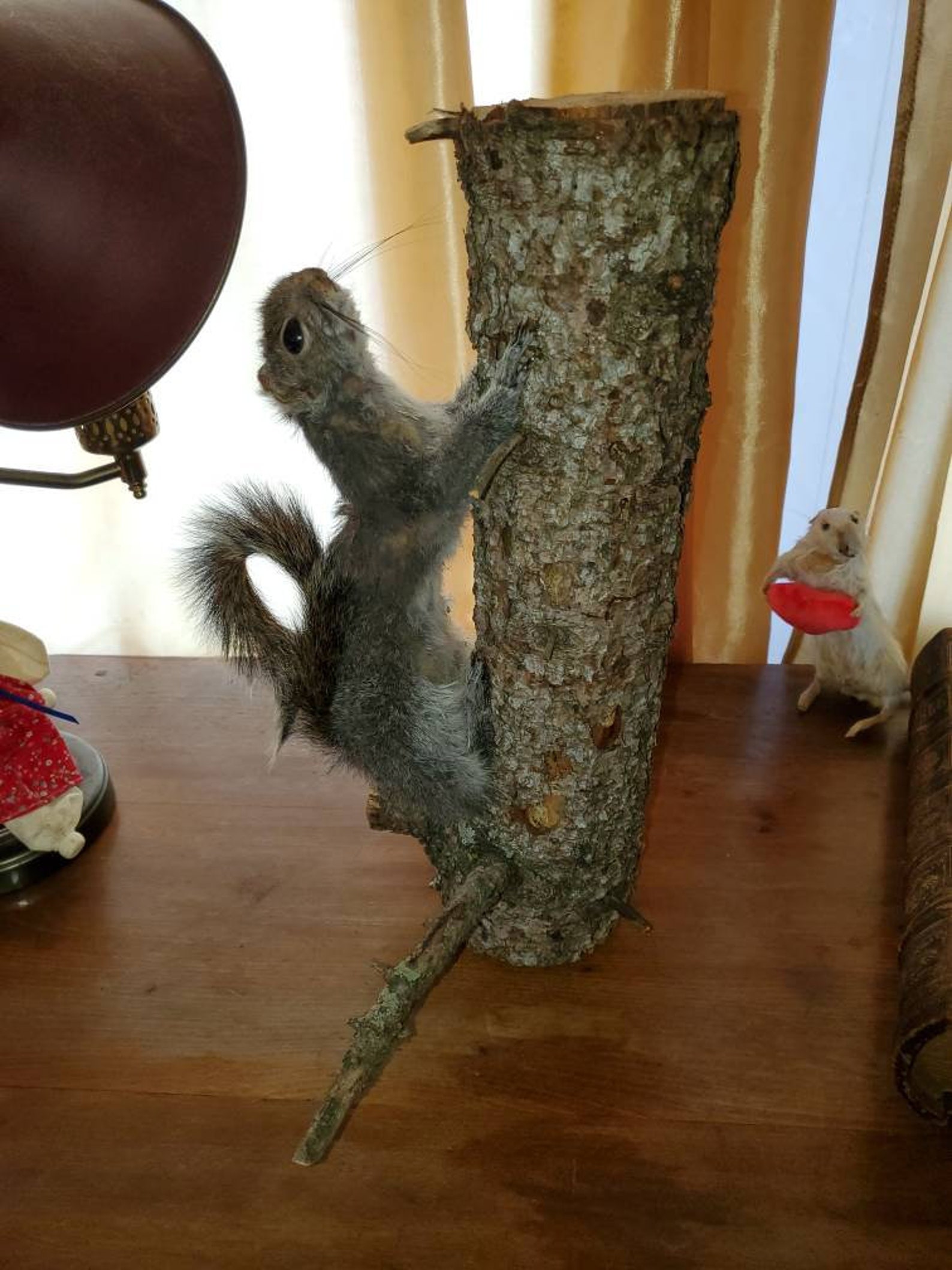 Taxidermy Gray Squirrel Life Size Mount Adult Female Squirrel Etsy