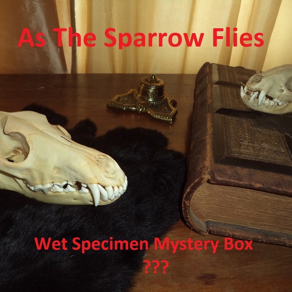 Wet Specimen Mystery Box