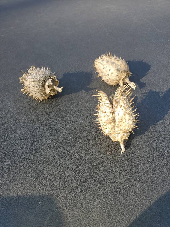Dry Preserved Wild Cucumber Seed Pod Spiky Cucumber Craft Etsy UK