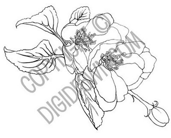 Instant Download Digi Apple Blossom Digital Stamp Etsy Instant Download Digi Apple Blossom Digital Stamp Etsy