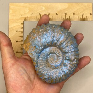 May include: A blue and gold ammonite fossil with a spiral shape. The fossil is about 4 inches in diameter.