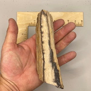 High-Quality Petrified Wood Slab! Ancient and Amazing Patterns!