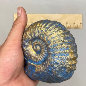 May include: A blue and gold painted ammonite fossil. The fossil is held in a hand, showing the size and texture of the spiral shell. The ammonite is painted with a metallic gold and blue color scheme.