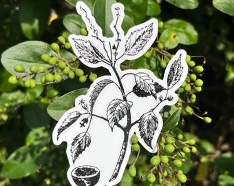 Manchineel Botanical Vinyl Sticker