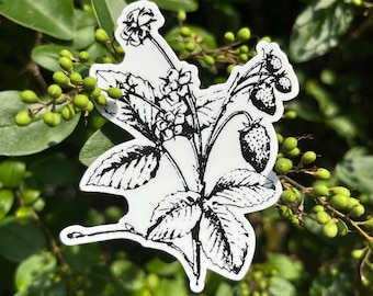 Strawberry Botanical Vinyl Sticker