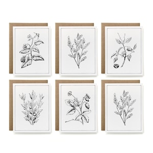 Conjunto de 6 - Coleção de cartões botânicos P&B 100% reciclados e ecológicos - Amora, Árvore do chá, Manchineel, Giesta de açougueiro, Morango