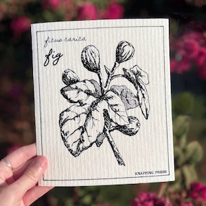 Puede incluir: Un cuadrado color crema con una ilustración en negro de una planta de higuera, incluyendo higos y hojas. Las palabras "ficus carica" y "fig" están escritas encima de la ilustración. La esquina inferior derecha dice "KNAPPING PRESS".