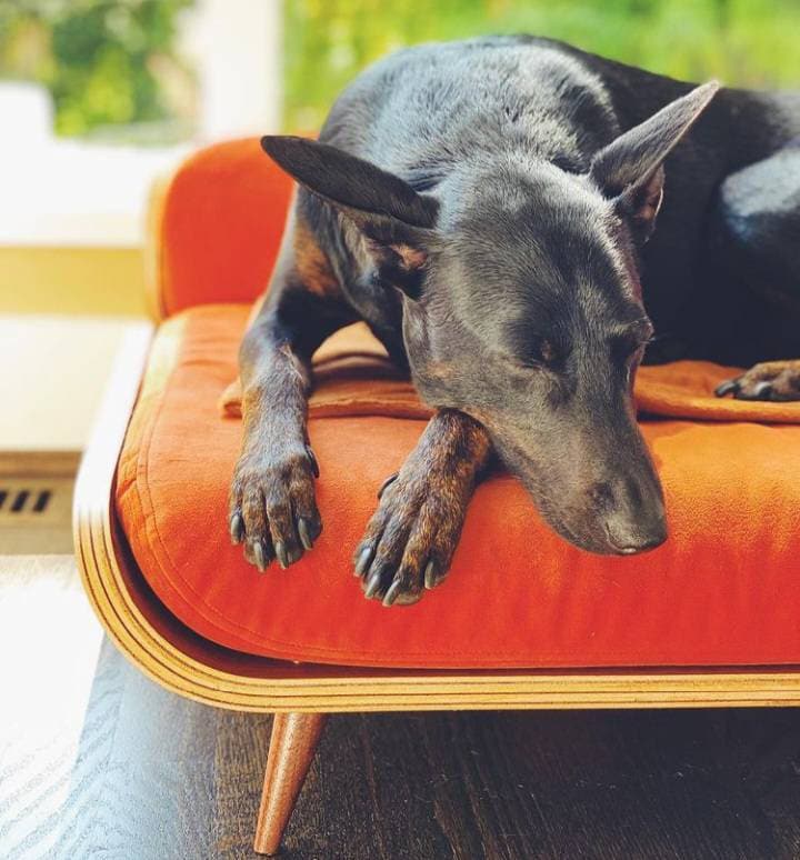 Dog Bed- MARIN - Etsy