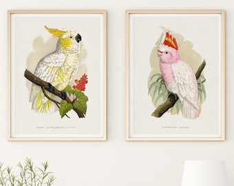 Pink Cockatoo Wall Art, Yellow-crested Cockatoo Art Print, Set of 2 Parrot Art Prints, Vintage Bird Illustration by Alexander Francis Lydon