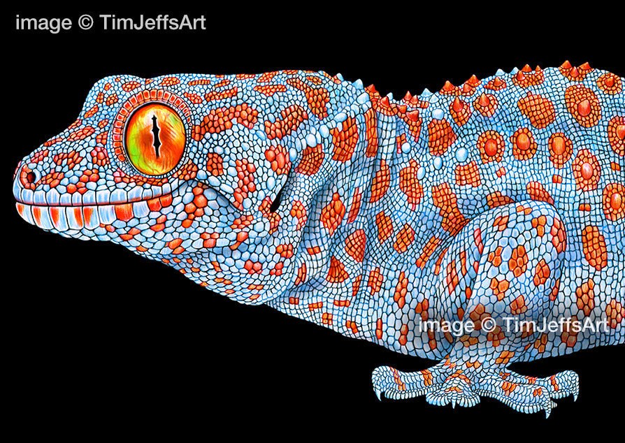 Tokay Gecko Colored Pencil Drawing | Etsy