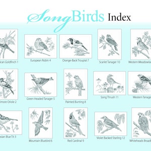 Animal Sketches: Song Birds. A Special Edition Digital Download Coloring Book by Tim Jeffs image 2