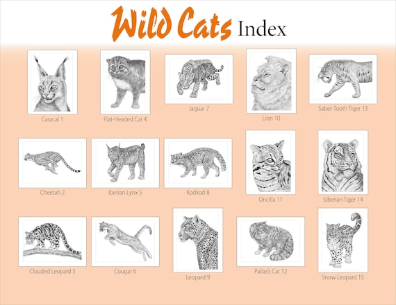 440 Large Cat Coloring Pages HD - Coloring Pages Printable