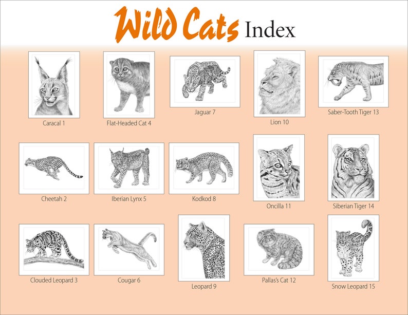 Animal Sketches: Wild Cats. A Special Edition Coloring Book by Tim Jeffs image 2