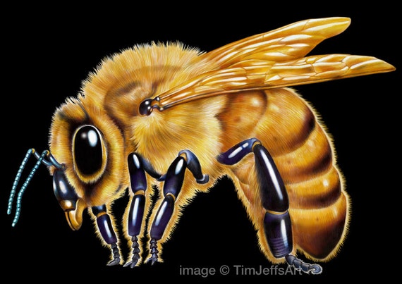 Items similar to Honey Bee Colored Pencil Drawing on Etsy