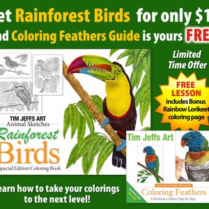 Rainforest Birds and Coloring Feathers Guide Combo