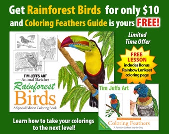 Rainforest Birds and Coloring Feathers Guide Combo