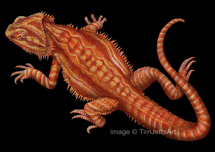 Bearded Dragon 2 Colored Pencil Drawing Etsy
