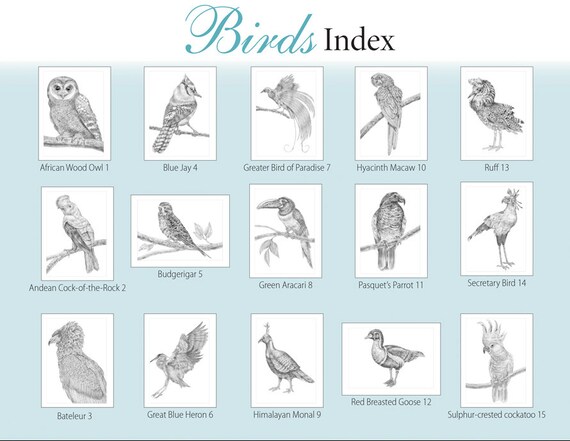 Download Animal Sketches Birds A Special Edition Coloring Book By Tim Etsy
