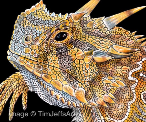 Horned Lizard Colored Pencil Drawing Etsy