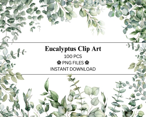 Eucalyptus PNG Clip Art Bundle | Watercolour Eucalyptus Set | Frames | Transparent Background | For Planners & Journals | Commercial Use