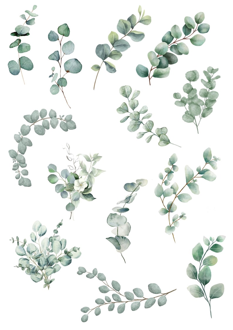 May include: A collection of watercolor illustrations featuring various eucalyptus branches and leaves in shades of sage green, blue-green, and muted gray. The set includes individual stems, curved sprigs, and small clusters of foliage on a white background.