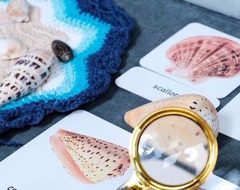 Seashells Learning Pack with Sea-themed Play Mat Montessori Objects and Cards Three-part Cards Matching Activities Home School Exploration