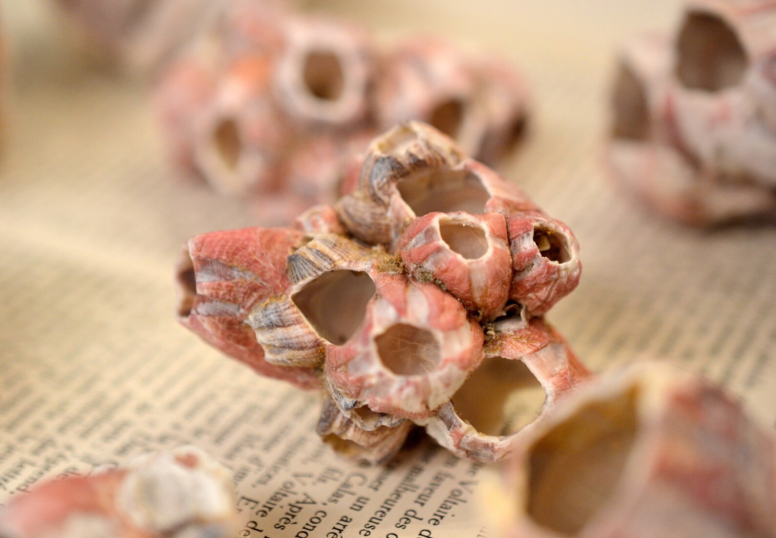 Collection of Pink Acorn Barnacles Seashore Decor Pink | Etsy