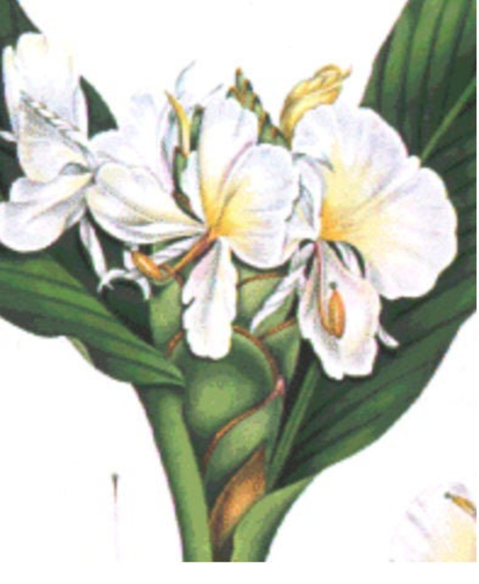 White Ginger Lily Attar Oil hedychium Coronarium 100 Etsy