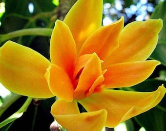 magnolia flower meaning in telugu
