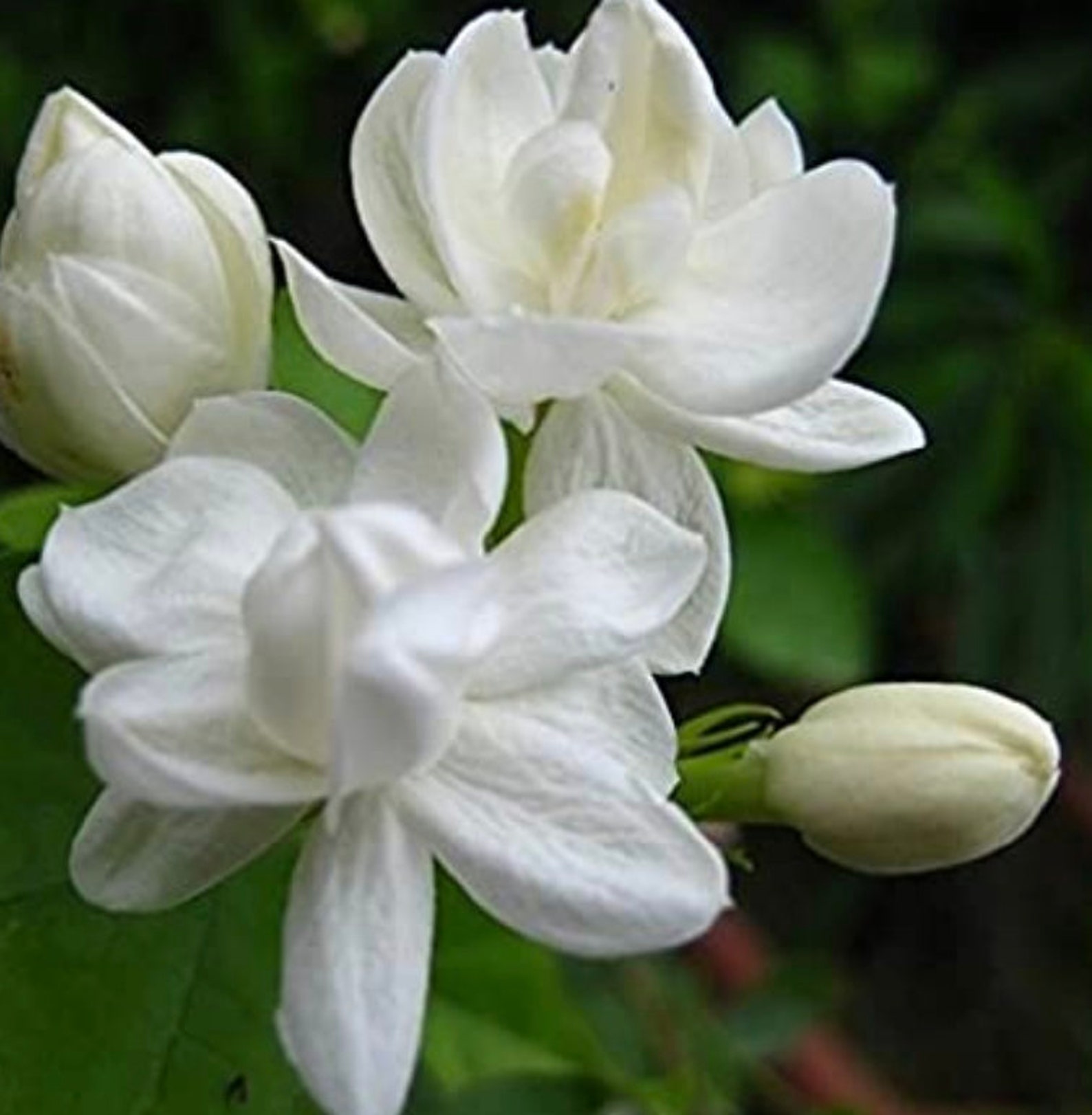 Jasmine Hydrosol, Jasmine Sambac Hydrosol, 4 Oz, Tamil Nadu south