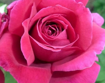 Rose Wax, 25 gms (.88oz), Rose Damascena Wax, India
