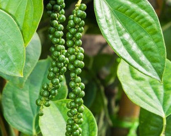 Black Pepper Essential Oil (Piper nigrum) 100% Pure, India