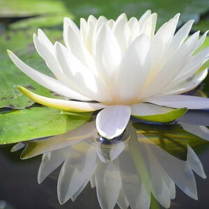 White Lotus Absolute,  White Lotus Essential Oil (Nelumbo nucifera) India