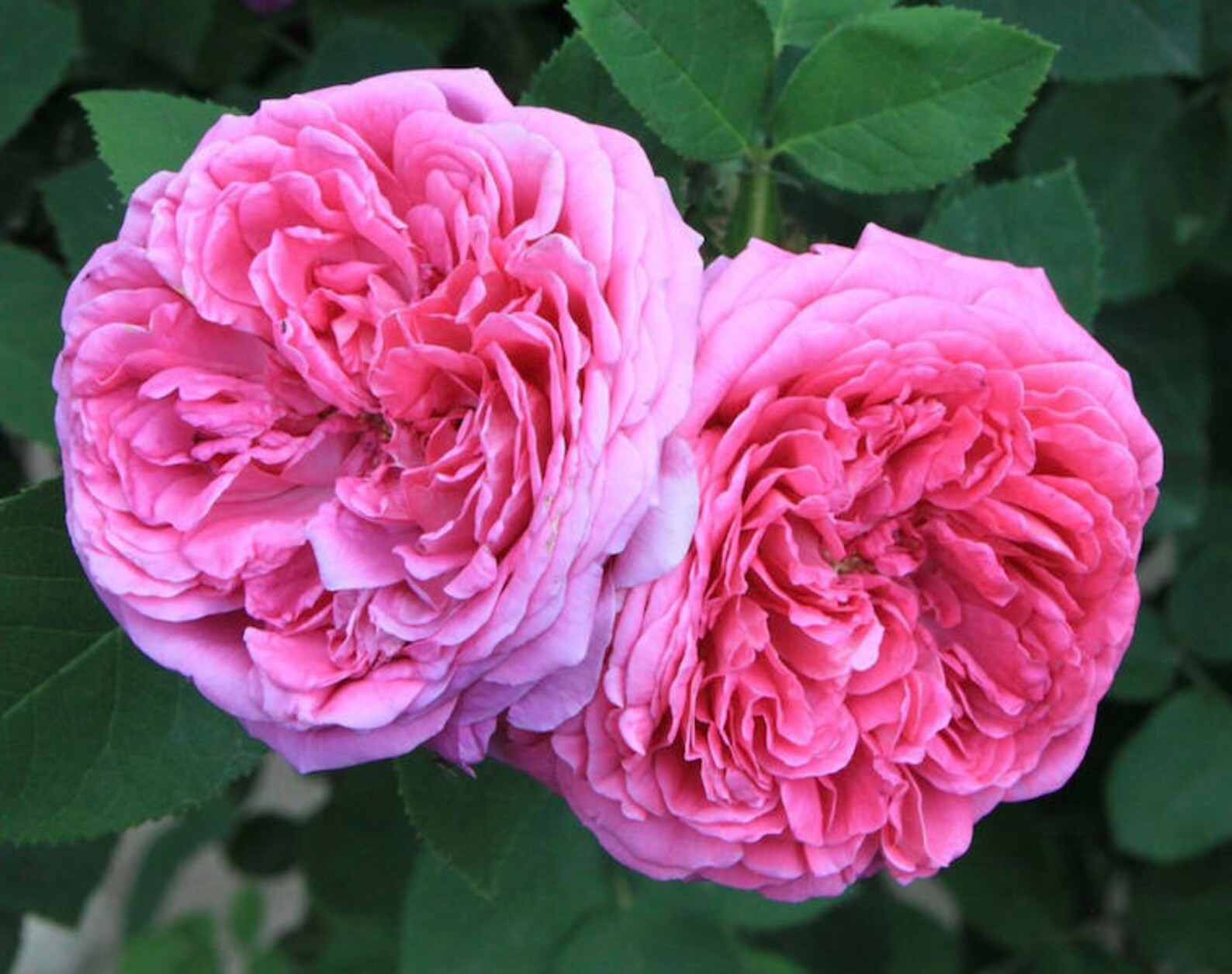 Rose Damascena Hydrosol Wildcrafted 100 Natural Rajasthan Etsy