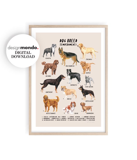 Akc Dog Breed Show Dogs Show Guide Dog Prints, Dog Identification