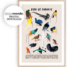 Arte de parede de pássaros do paraíso, impressões de pássaros para impressão, impressão de pássaros exóticos, arte de parede de pássaros, download de pássaros do paraíso, decoração de casa tropical,