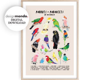 Gráfico de papagaios, gráfico de identificação de papagaios e periquitos, gráfico de pássaros, gráfico de pássaros australianos, guia de campo de papagaios, arte de parede para observação de pássaros