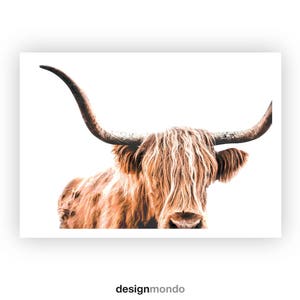 Highland Cow Print, Cow Printable, Wildlife Photography, Animal Prints, Animal Wall Art, Scottish Animals, Cow Wall Art, Large Wall Art, Cow image 2