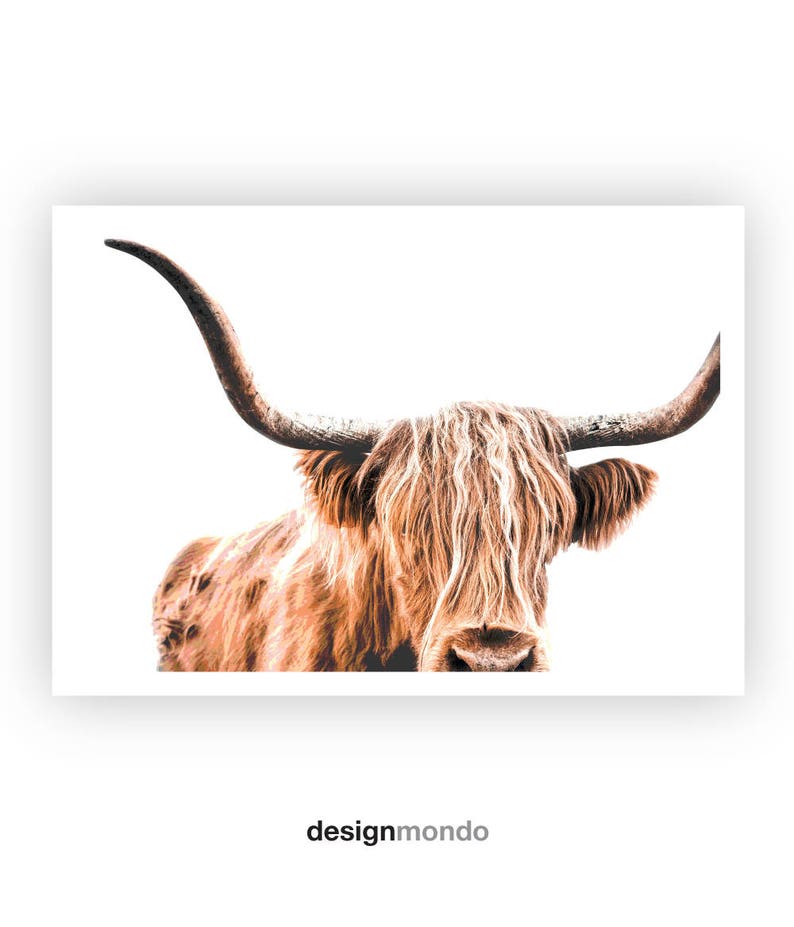 Highland Cow Print, Cow Printable, Wildlife Photography, Animal Prints, Animal Wall Art, Scottish Animals, Cow Wall Art, Large Wall Art, Cow image 2