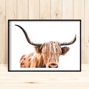 Highland Cow Print, Cow Printable, Wildlife Photography, Animal Prints, Animal Wall Art, Scottish Animals, Cow Wall Art, Large Wall Art, Cow image 1