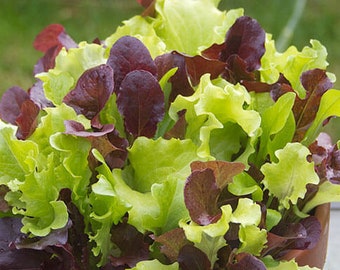 EBHRDFFA 100Pcs Organic Lettuce Seeds Lettuce Seeds