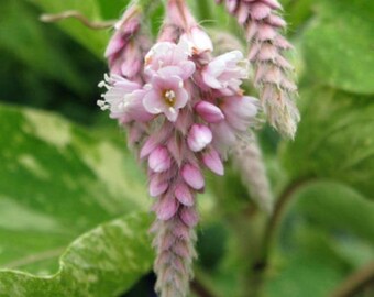 Persicaria Orientalis Shiro Gane Nishiki Variegated Etsy