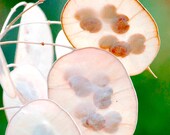 Money Plant Seeds - Lunaria - Honesty Plant - Biennial Wildflower - 25 Seeds