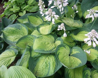 Love Pat hosta 20 seeds