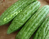 Bitter Gourd Seeds - SOUTHERN MONEY MAKER - Bitter Melon - 10 Organic Seeds