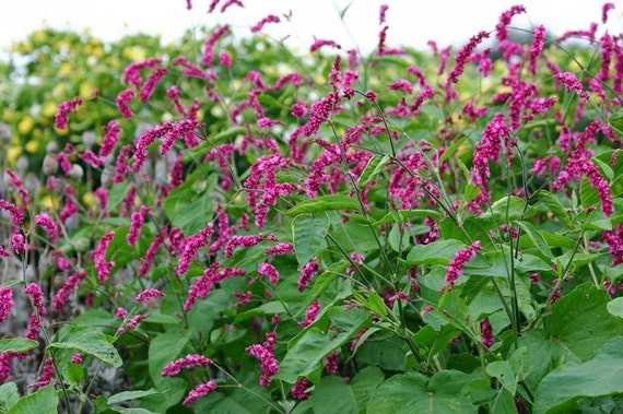 Pink Kiss Me Over The Garden Gate Persicaria Orientalis Very Etsy