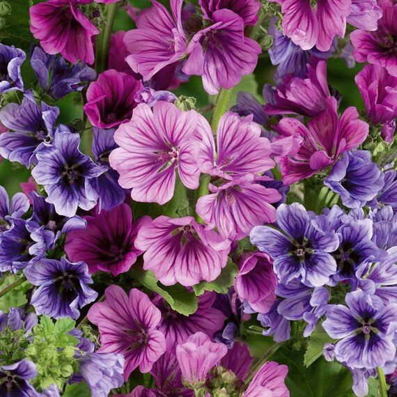 Attracts Hummingbirds 50+ Seeds ZEBRA MALLOW Seeds Malvaceae Musk Mallow