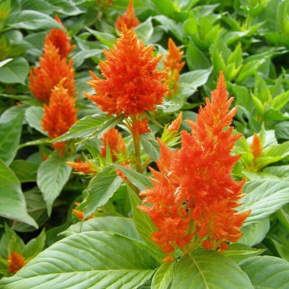 100 RED FOREST FIRE COCKSCOMB CELOSIA Plumosa Seeds