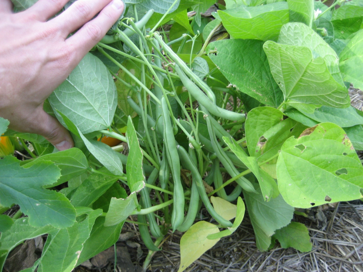 Bean Seeds BLUE LAKE BUSH Bush Bean Plant Heavy Yields Etsy