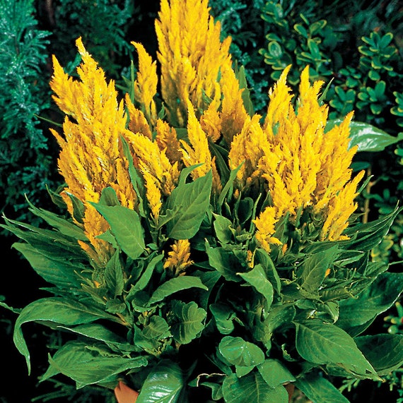 100 RED FOREST FIRE COCKSCOMB CELOSIA Plumosa Seeds